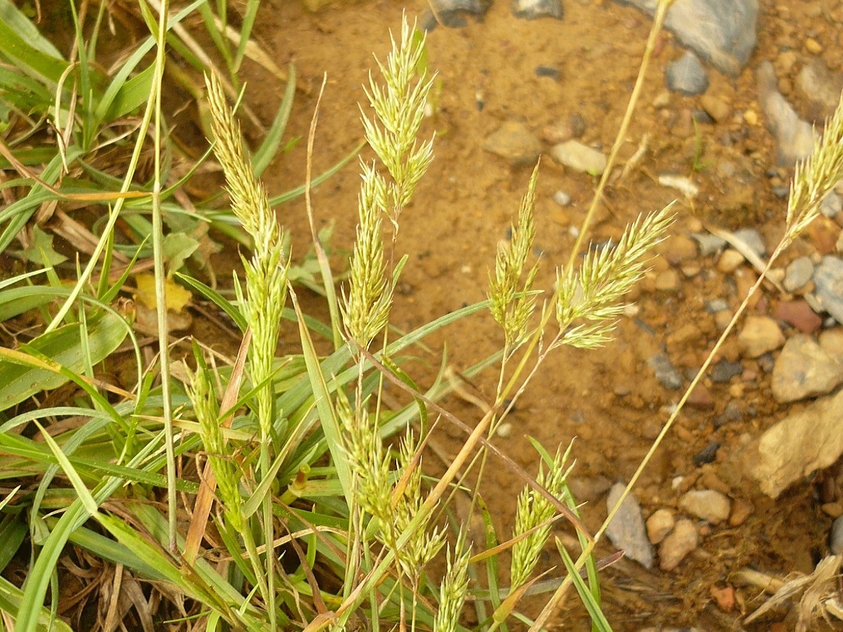 Gastridium ventricosum (Poaceae)